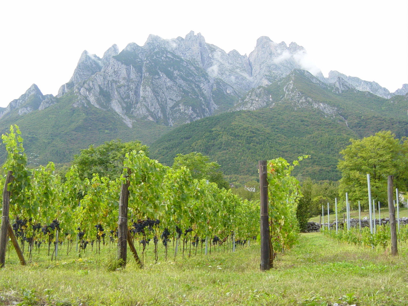 Consorzio Vini Valle Camonica - Vigneto a Cerveno. Sullo sfondo la Concarena