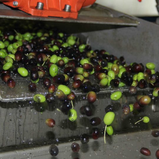 olive nel frantoio a san felice del benaco