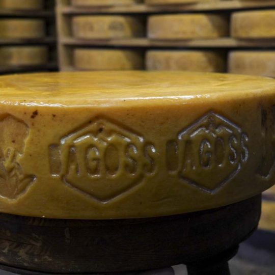 Bagoss Cheese