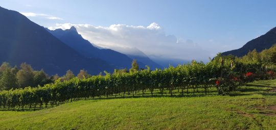 Consorzio vini Valle Camonica - vista dei vigneti con sullo sfondo le montagne camune