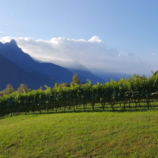 Consorzio vini Valle Camonica - vista dei vigneti con sullo sfondo le montagne camune